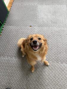 Pet Image
